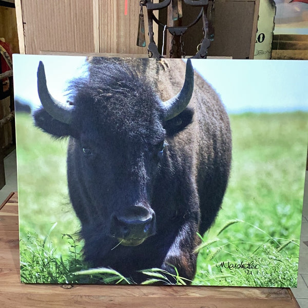 Buffalo Print by M. Lee