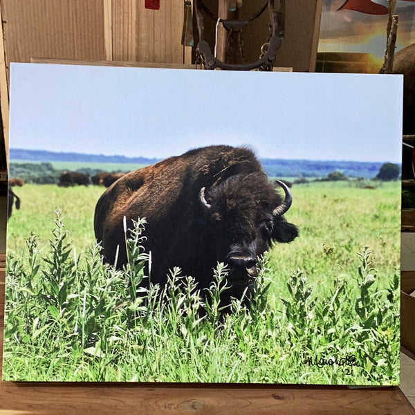 Buffalo in Tall Grass Print by M. Lee