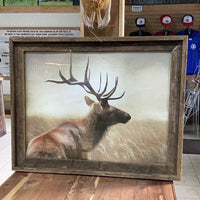 Resting Deer Poster