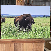 Buffalo In Tall Grass Print by M. Lee
