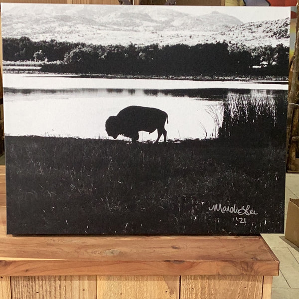Black and White Single Buffalo
